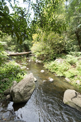 Log over Tara River vert