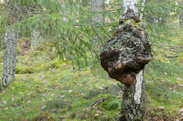 Burl on birch tree