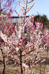 梅の花