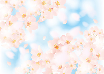 桜ふわり ふわり