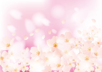 桜ふわり ふわり 二 ピンク