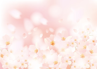 桜ふわり ふわり 二 ピンク二