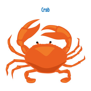 Red crab vector illustration