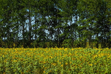 Sunflowers. The field of sunflowers against the background of green trees.Frontal view.
