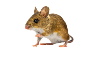 Curious Cut out Field Mouse