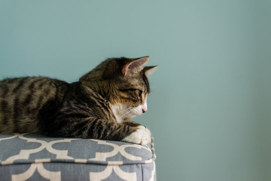 cat on stool, profile