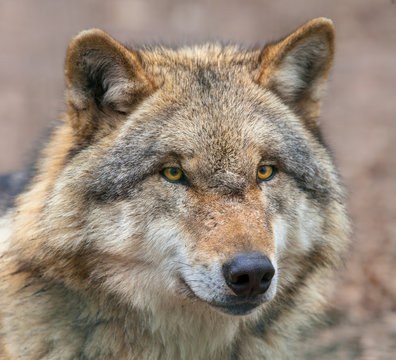 Close up of head of Dangerous Grey Wolf
