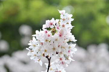 夜景の桜の花
