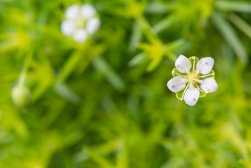 Isolated white flower on a moss green background