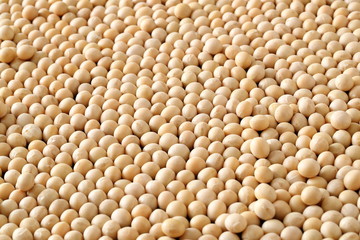 大豆　Soybean