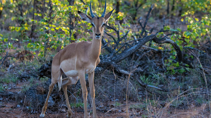 Graceful Impala locking eyes with a stranger