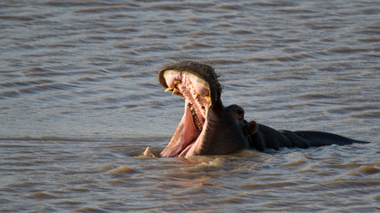 Enormous Hippo yawing while taking bath on a hot summer day