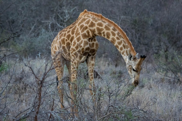 Graceful Giraffe bending its long neck for grazing