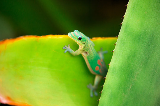 cute gecko on leaf in Hawaii