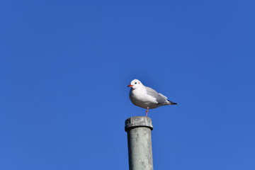 さわやかな青空、片足で立ってるユリカモメ、千葉県市川市行徳鳥獣保護区