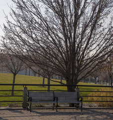 Bench and tree at park