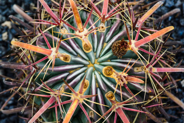 Naklejka na ściany i meble A huge variety of cacti in the cactus garden. Lanzarote. Canary Islands. Spain