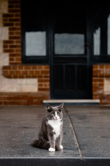 grey kitten sitting on an outdoor patio
