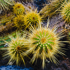 Obraz premium A huge variety of cacti in the cactus garden. Lanzarote. Canary Islands. Spain