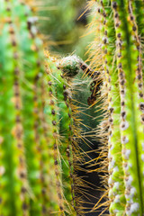 A huge variety of cacti in the cactus garden. Lanzarote. Canary Islands. Spain