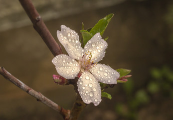 First almond flower 