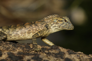 Image of brown chameleon on tree. Reptile. Animal.