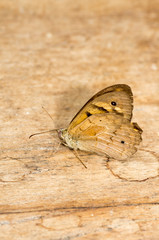 Heath Butterfly on wood vert