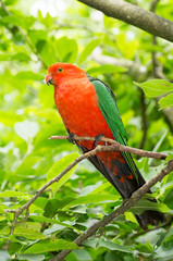 King Parrot vert