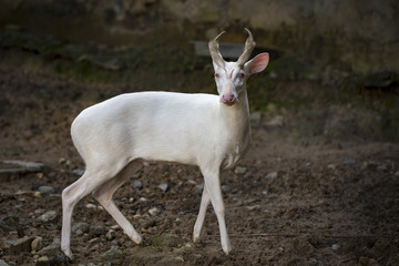 Fototapeta premium Image of an albino barking deer on nature background. Wild animals.