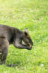Wallaby eating apple