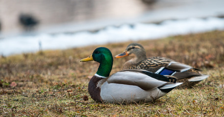 Mallards