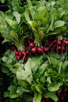 Closeup of Radishes