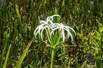 Obraz premium white swamp flowers