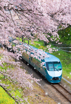 Fototapeta Japan train in sakura cherry blossom seasom at Yamakita Town , Kanagawa prefecture