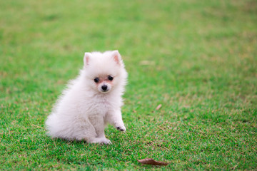 Fototapeta premium white pomeranian dog sitting on the grass