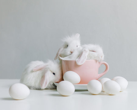 Three Little white rabbit in a mug
