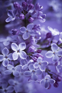 lilac