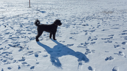 dog sow