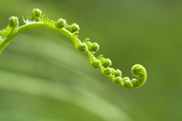 Green fern leaf in nature © PRASERT