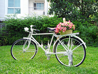 Fototapeta na wymiar flower on vintage bicycle parking in garden 