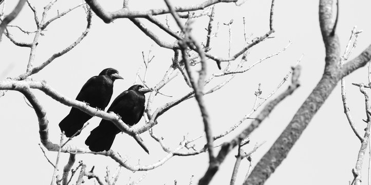 Rooks up in a tree in early spring