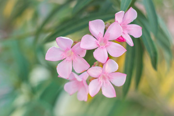 pink blooming flower 