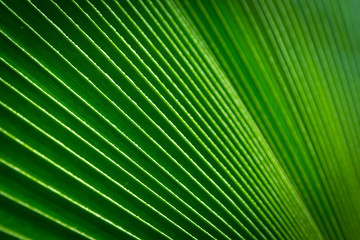 Obraz premium green palm leaf background