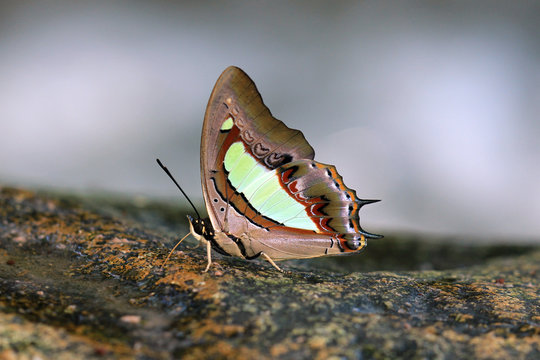 butterfly on rock ,common nawab