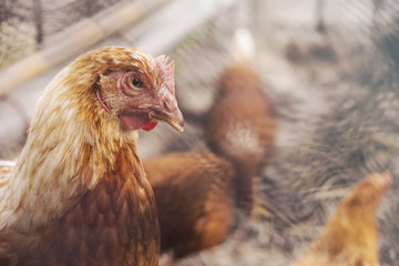 Close up Chicken eggs are in the cage on brown as a background.