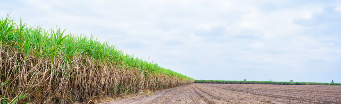 Panoramic of sugar cane field with blue sky
