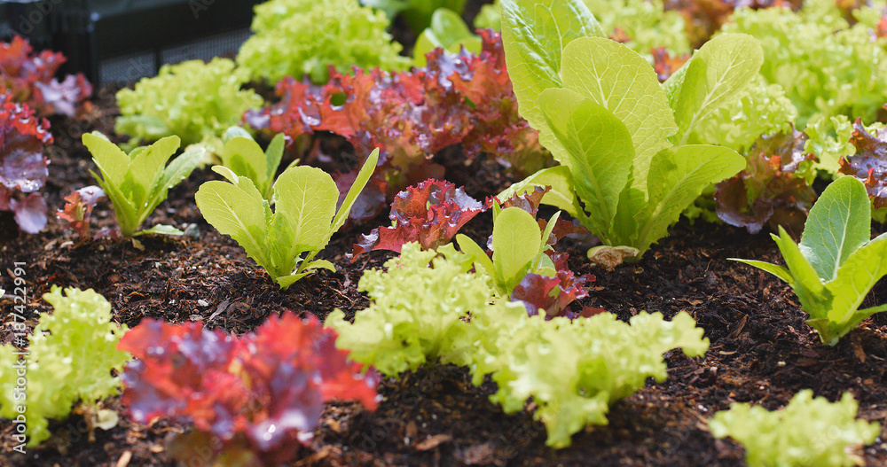 Sticker fresh lettuce in garden