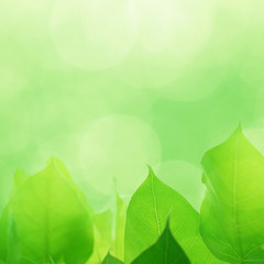 green leave with empty background