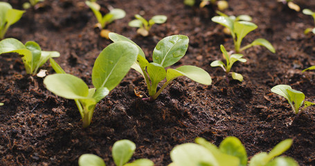 New sprout in the farm