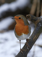 European robin (Erithacus rubecula